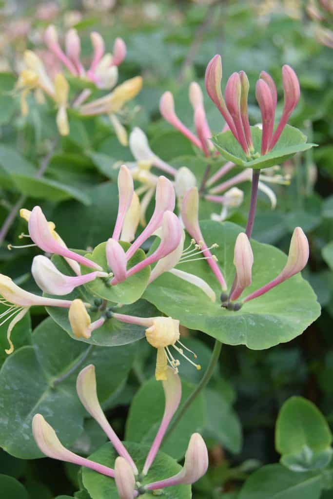 Lonicera periclymenum 60-80 cm